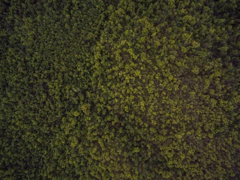 Vulputate placerat donec venenatis in feugiat curabitur